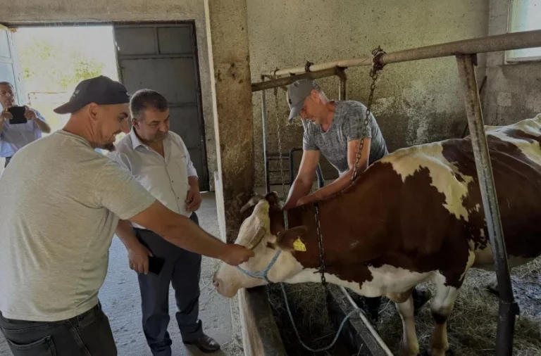 Është bërë subvencionimi me pesë krerë gjedhe për fermerët e Komunës së Gjilanit