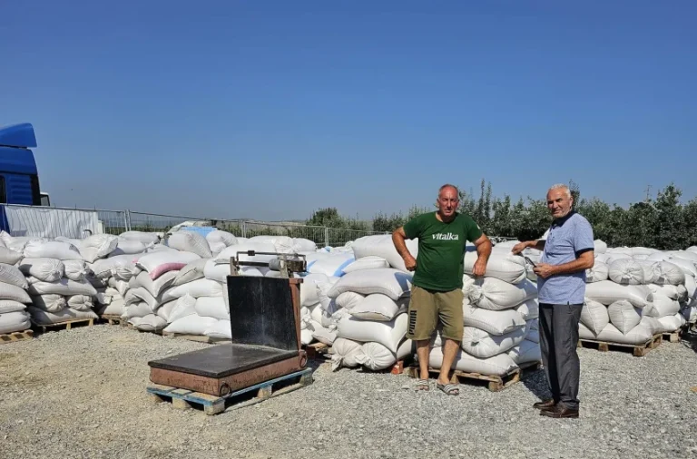 I mirë rendimenti dhe kualiteti i grurit